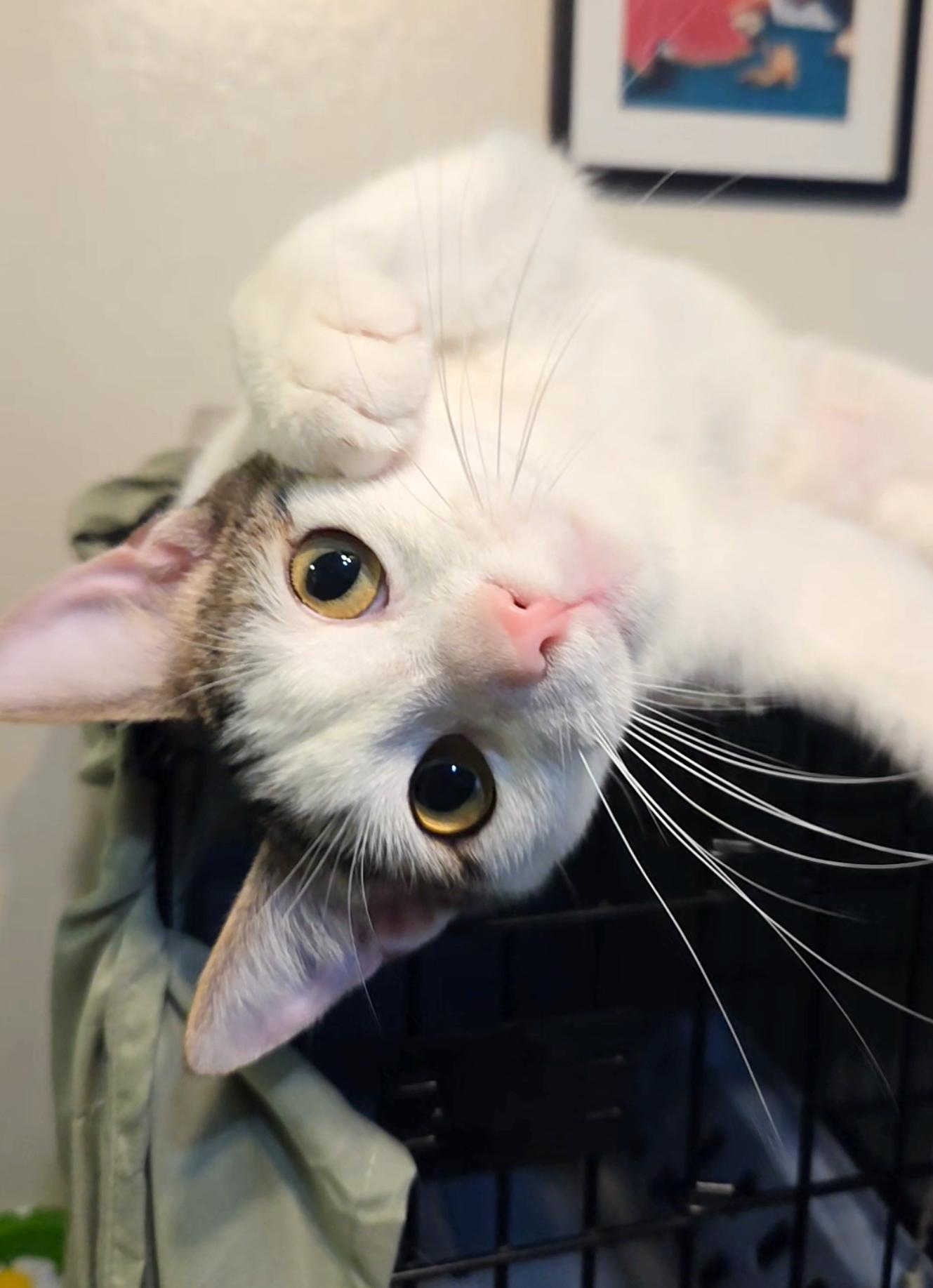 Corduroy, a Adoptable Tabby in Alameda, CA image 2/3