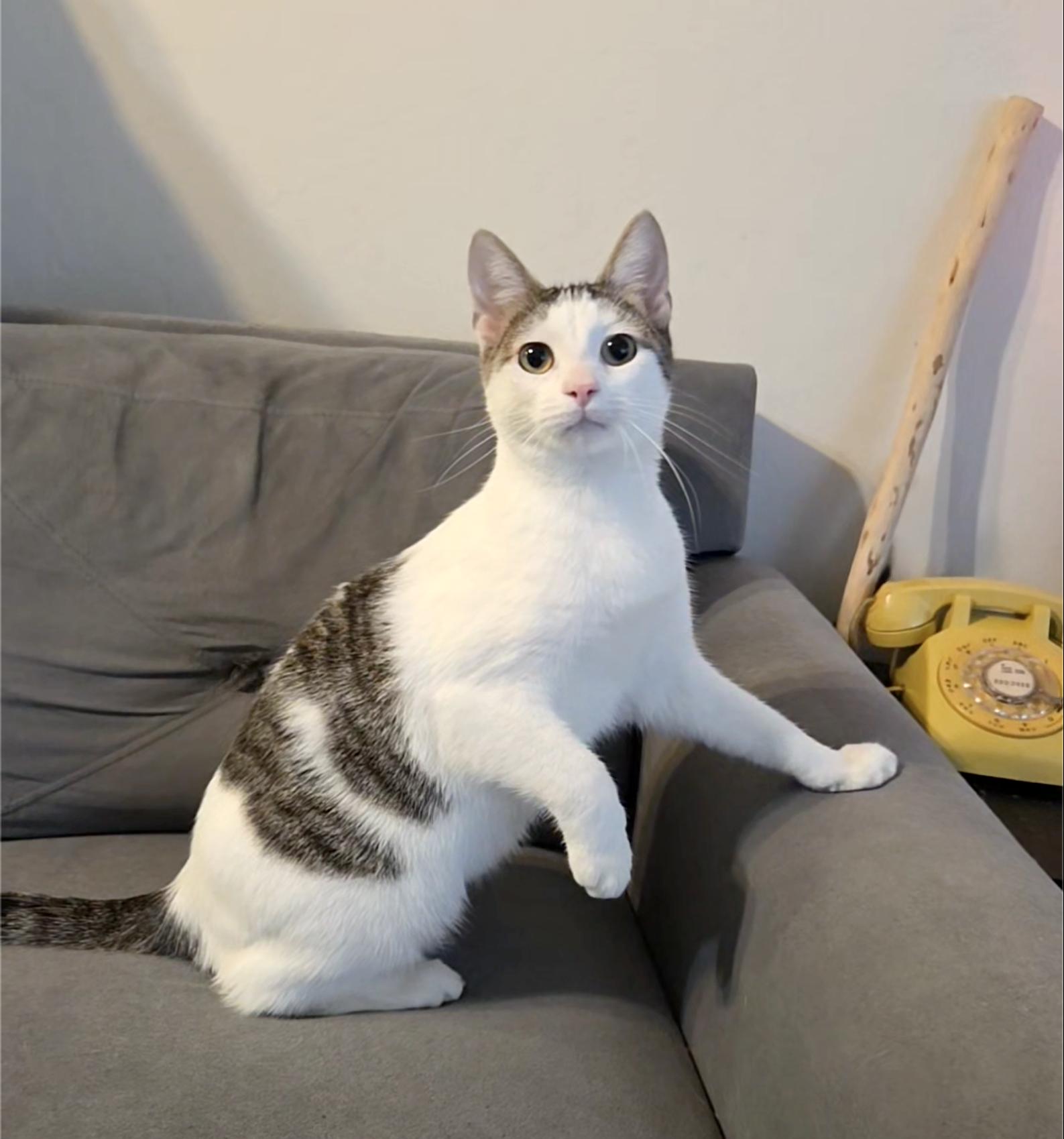 Corduroy, a Adoptable Tabby in Alameda, CA image 3/3