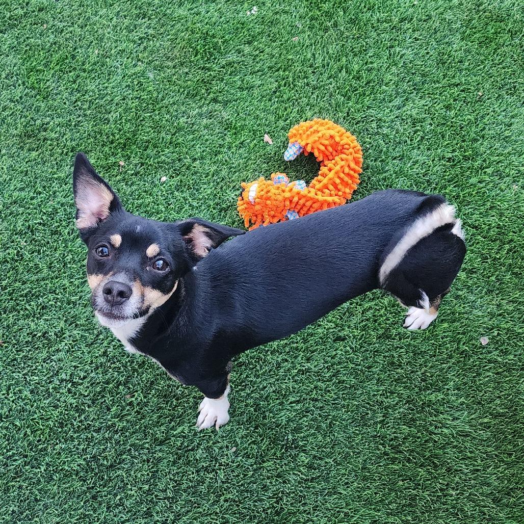 Chester Galvan, Adoptable, Young Male Chihuahua.