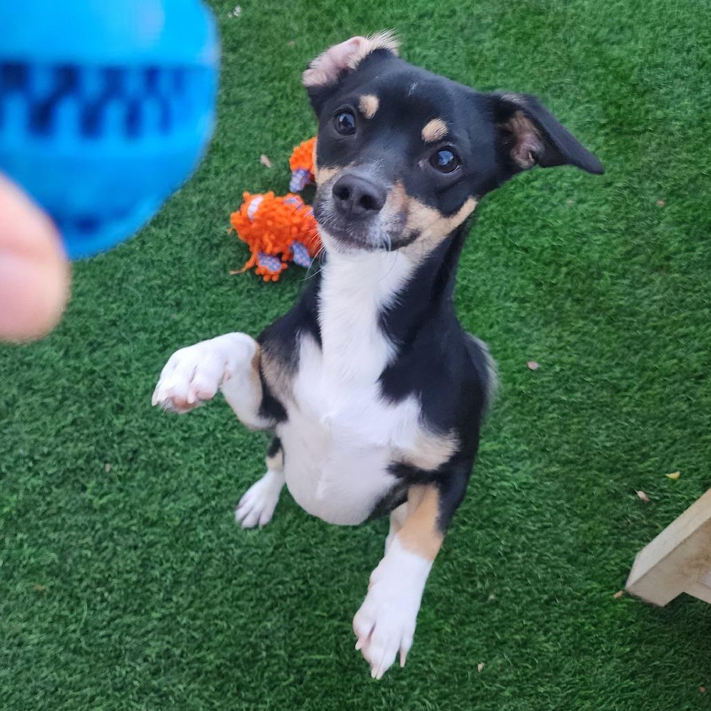 Enlarge Chester Galvan, a Adoptable mixed breed in Las Vegas, NV image 2/5