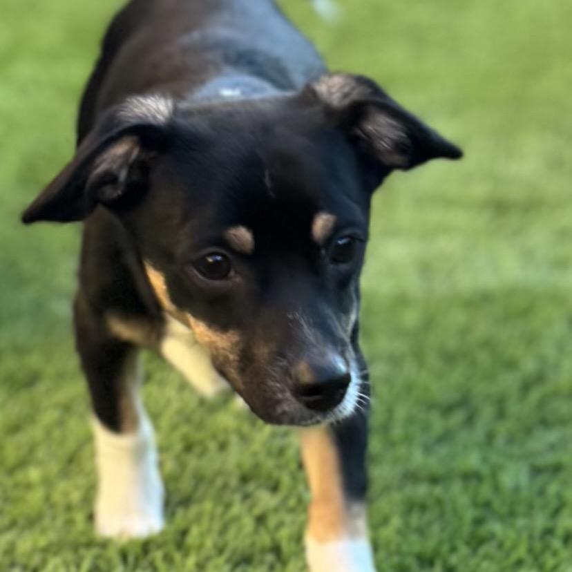 Chester Galvan, Adoptable, Young Male Chihuahua.