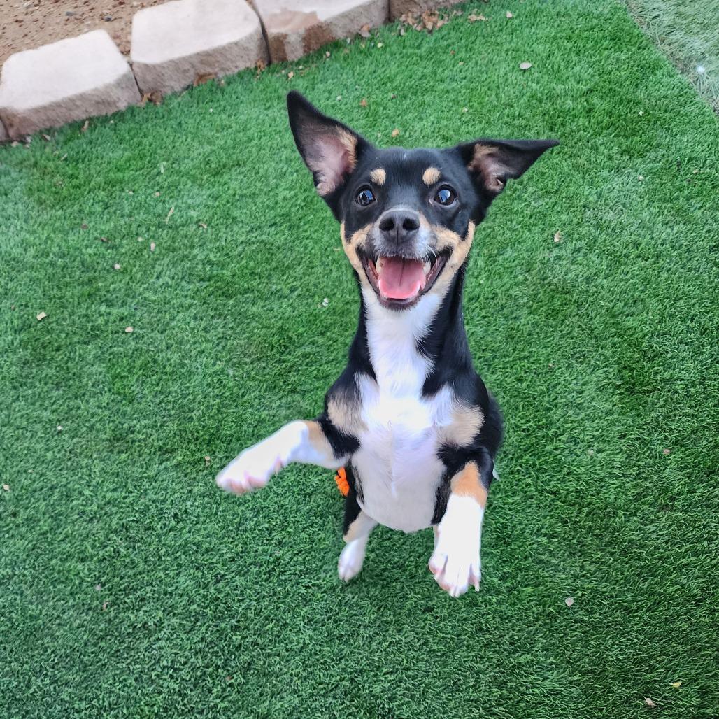 Enlarge Chester Galvan, a Adoptable mixed breed in Las Vegas, NV image 4/5