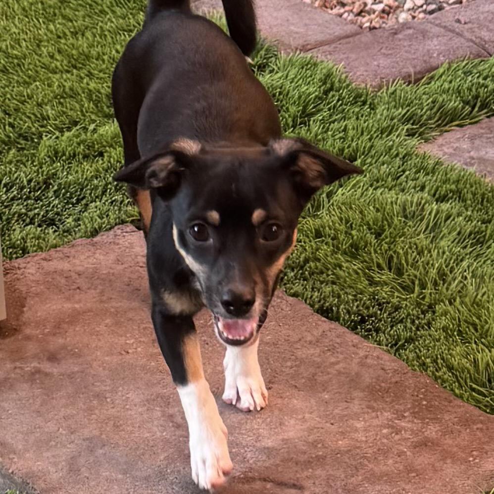 Enlarge Chester Galvan, a Adoptable mixed breed in Las Vegas, NV image 2/2