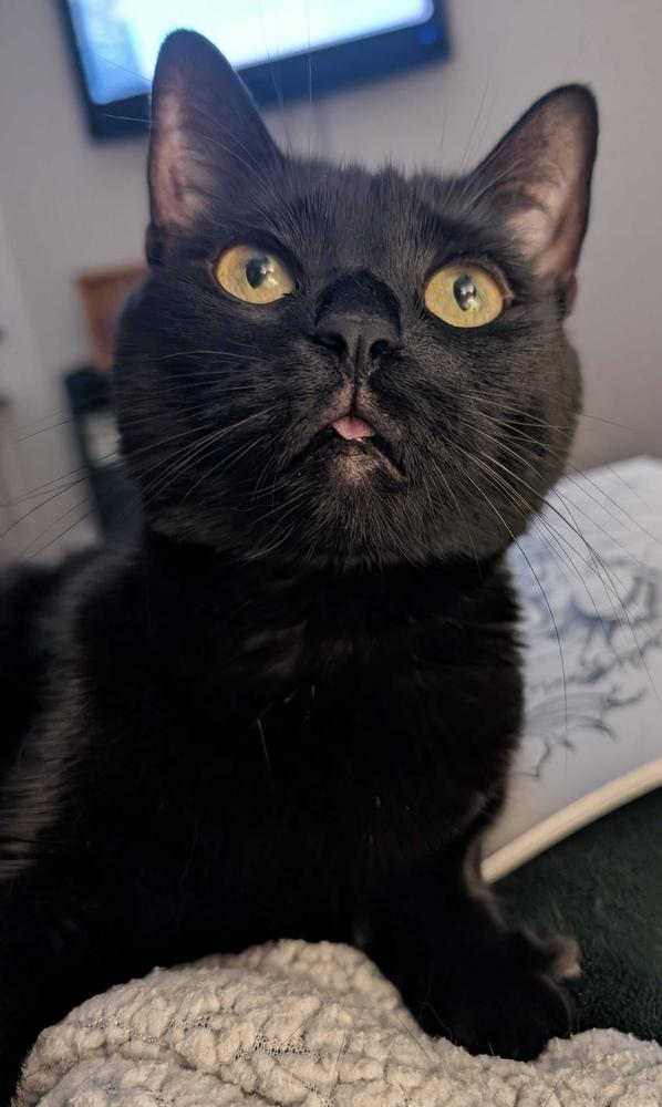 Freya, Adoptable, Adult Female Domestic Short Hair.