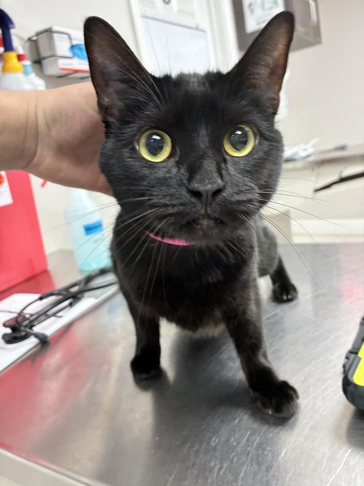Enlarge Freya, a Adoptable Domestic Short Hair in Marietta, GA image 2/4