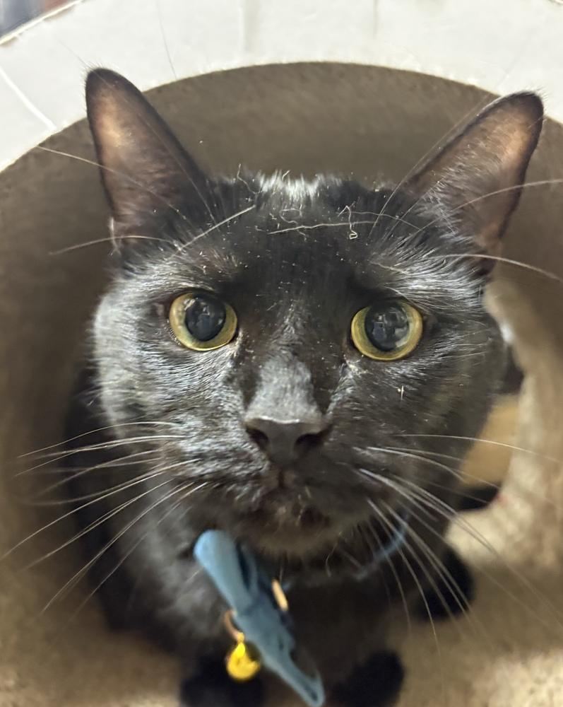 Enlarge Freya, a Adoptable Domestic Short Hair in Marietta, GA image 3/4