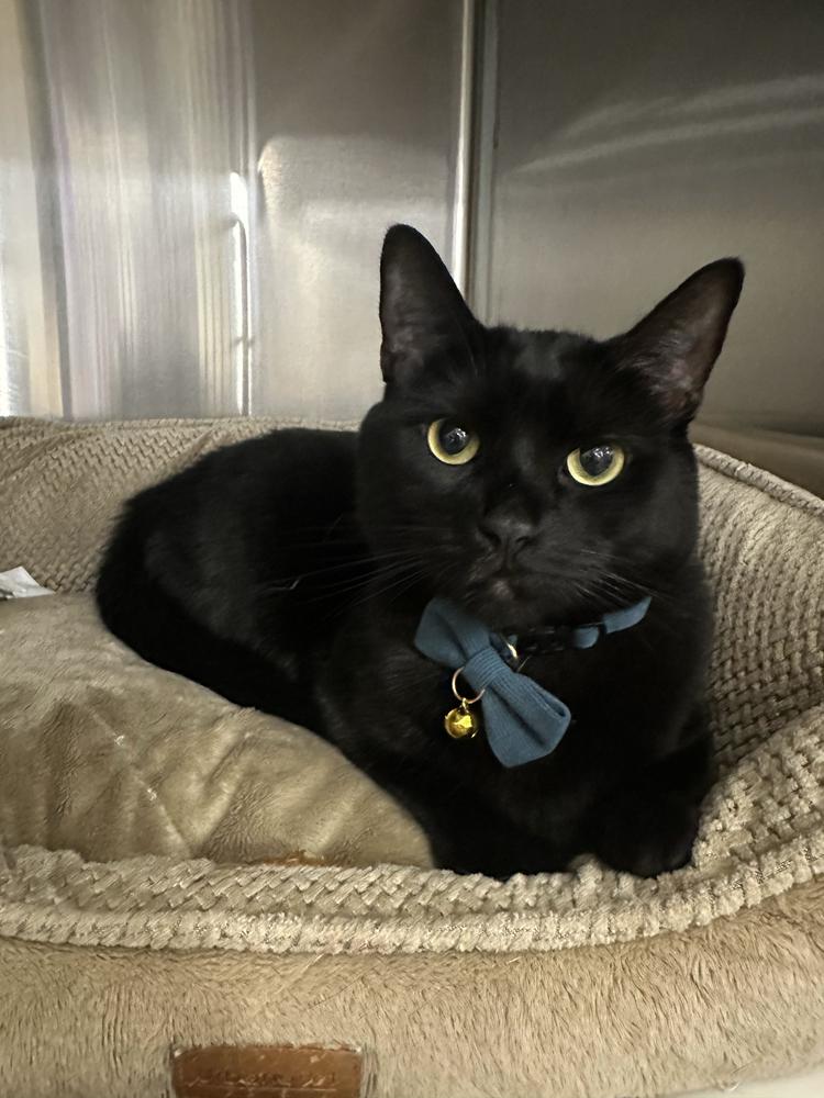 Enlarge Freya, a Adoptable Domestic Short Hair in Marietta, GA image 4/4