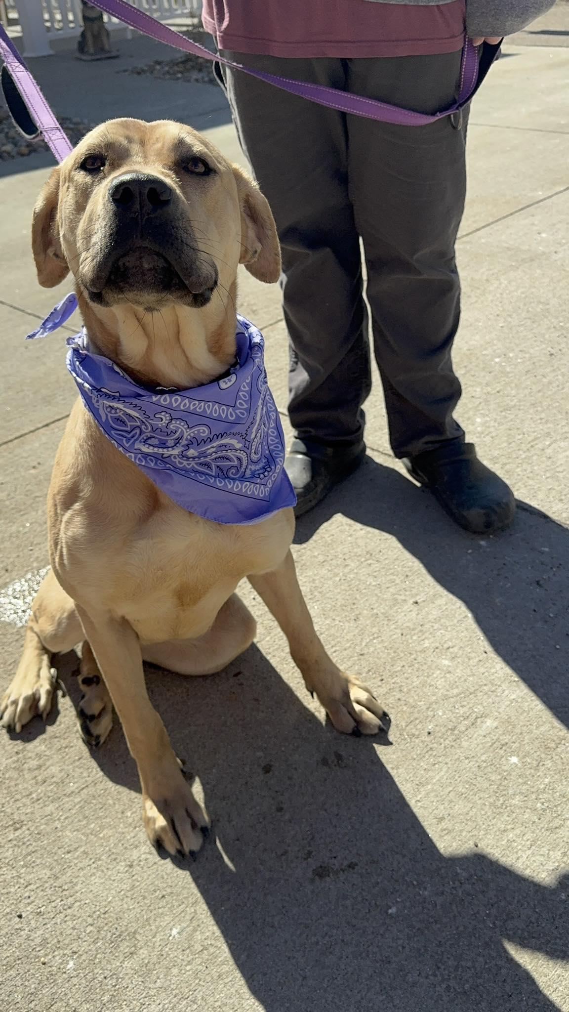 Enlarge Shakira , an adopted mixed breed in Zanesville, OH image 1/3