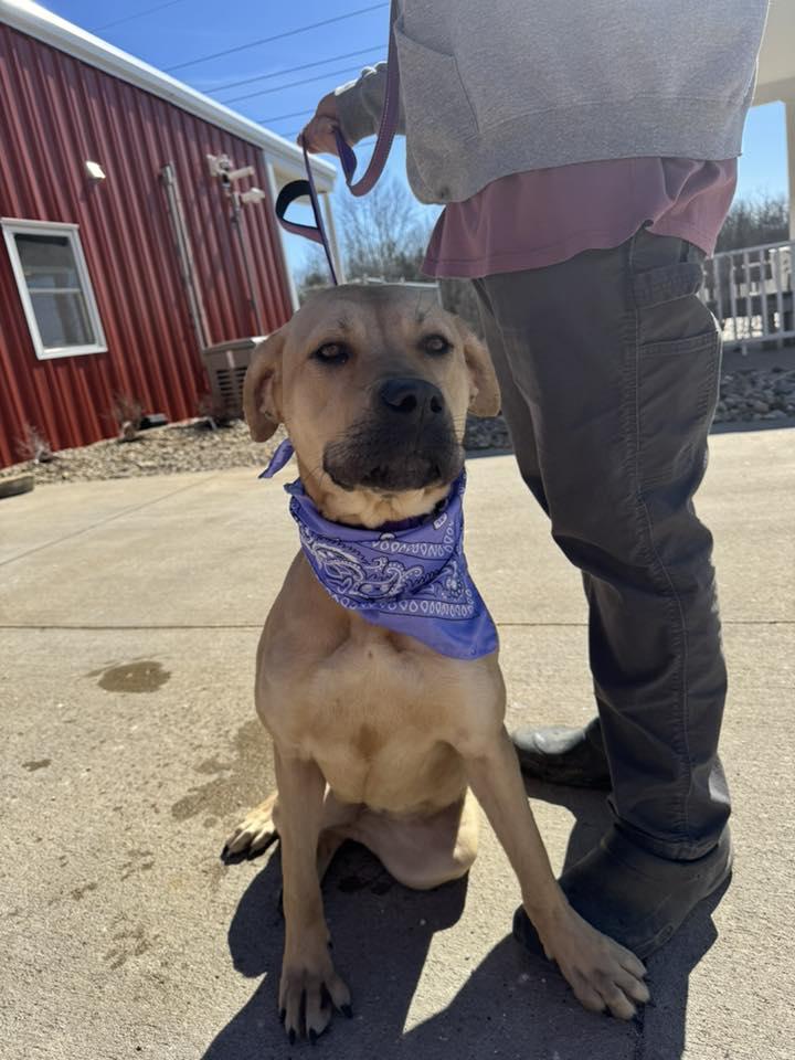 Enlarge Shakira , an adopted mixed breed in Zanesville, OH image 3/3