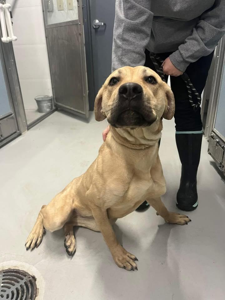 Enlarge Shakira , an adopted mixed breed in Zanesville, OH image 2/3