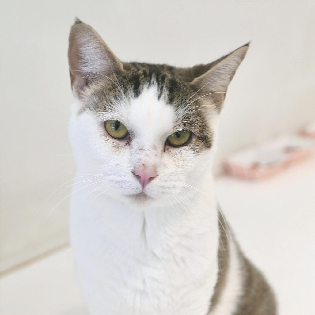 Poncho, a Adoptable Domestic Short Hair in New York, NY image 1/2