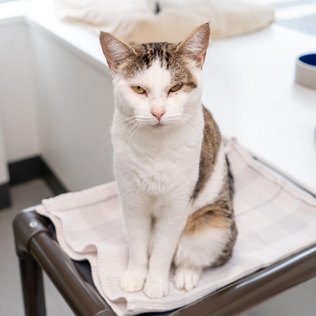 Poncho, a Adoptable Domestic Short Hair in New York, NY image 2/2