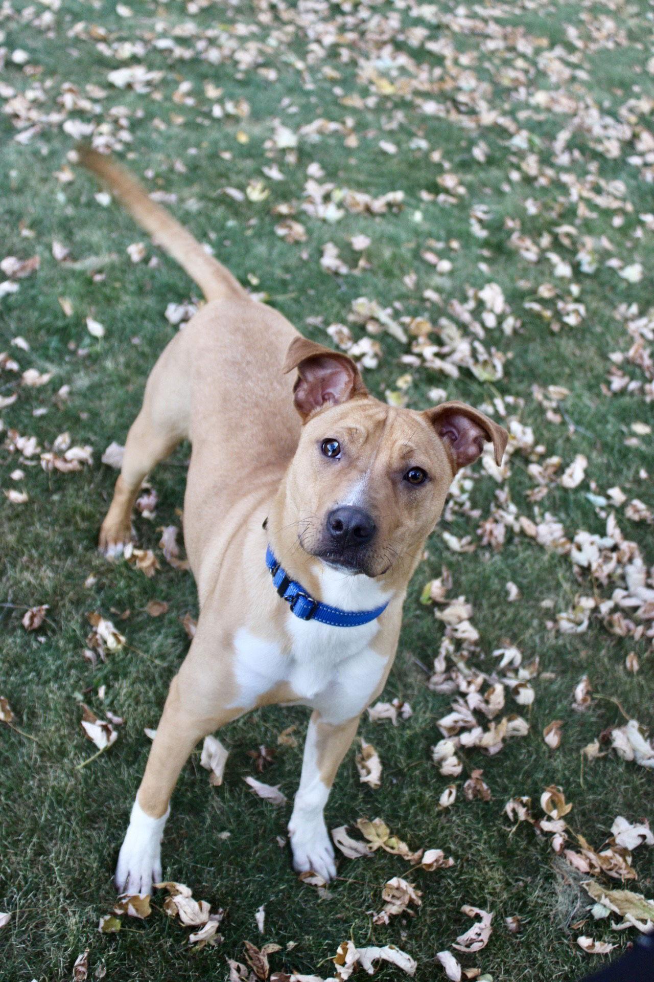 Boomer Jr, Adoptable, Young Male Boxer.