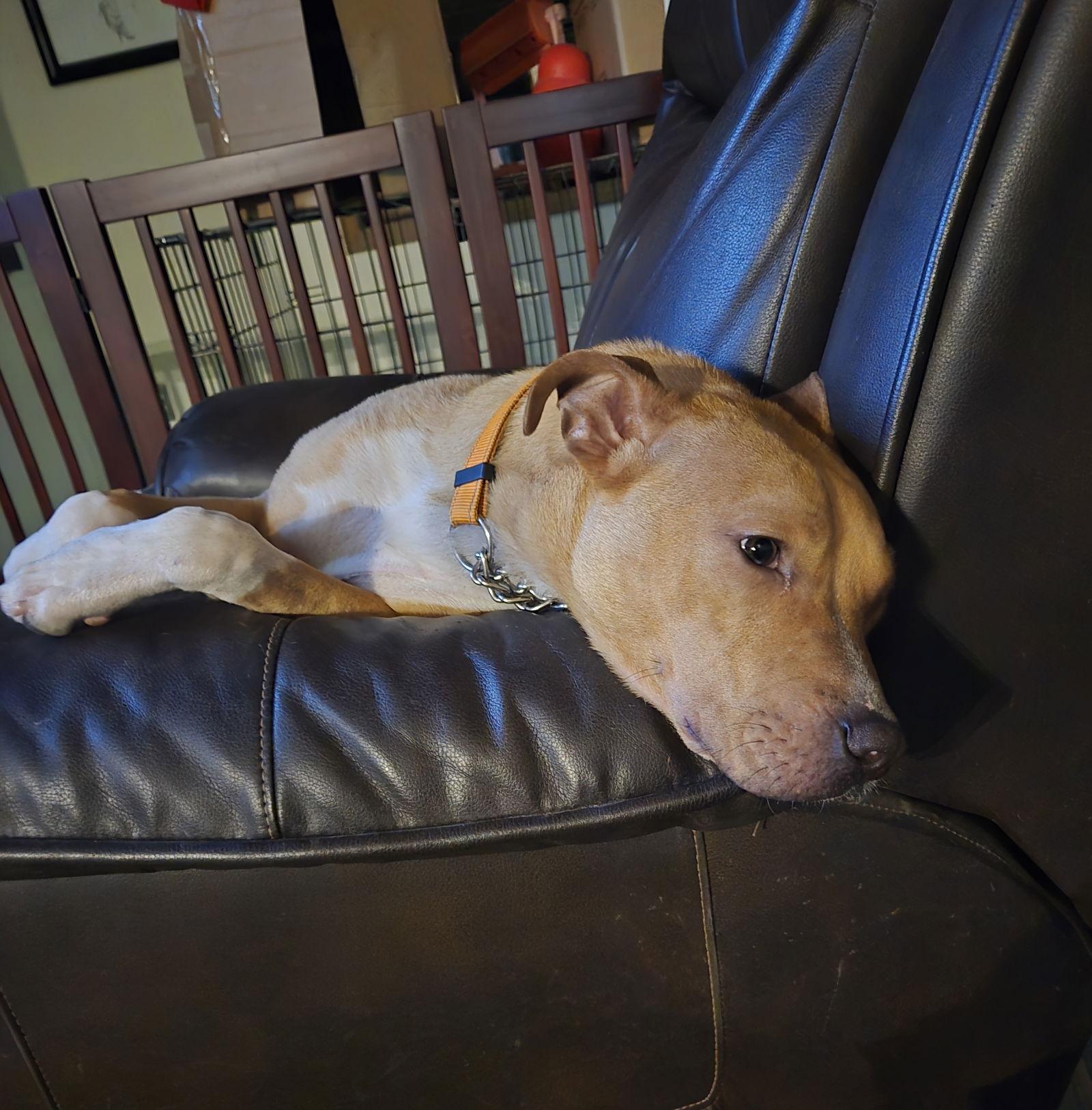 Boomer Jr, a Adoptable Boxer in Brooklyn Center, MN image 2/3