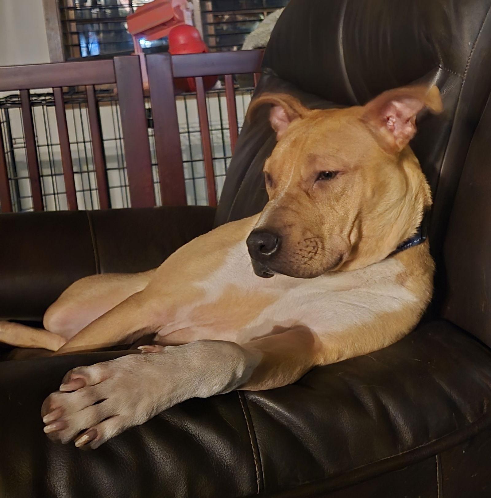 Boomer Jr, a Adoptable Boxer in Brooklyn Center, MN image 3/3