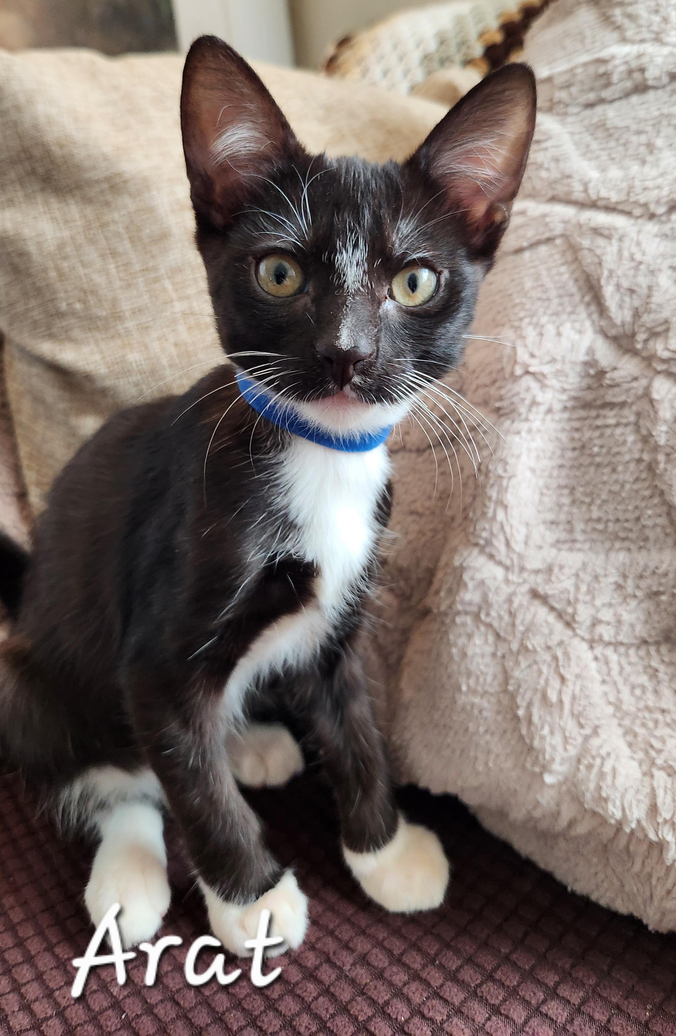 Enlarge Arat, an adopted Domestic Short Hair in Redondo Beach, CA image 1/1