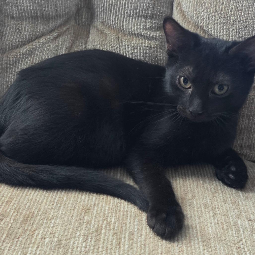 Eclipse, Adoptable, Kitten Male Domestic Short Hair.