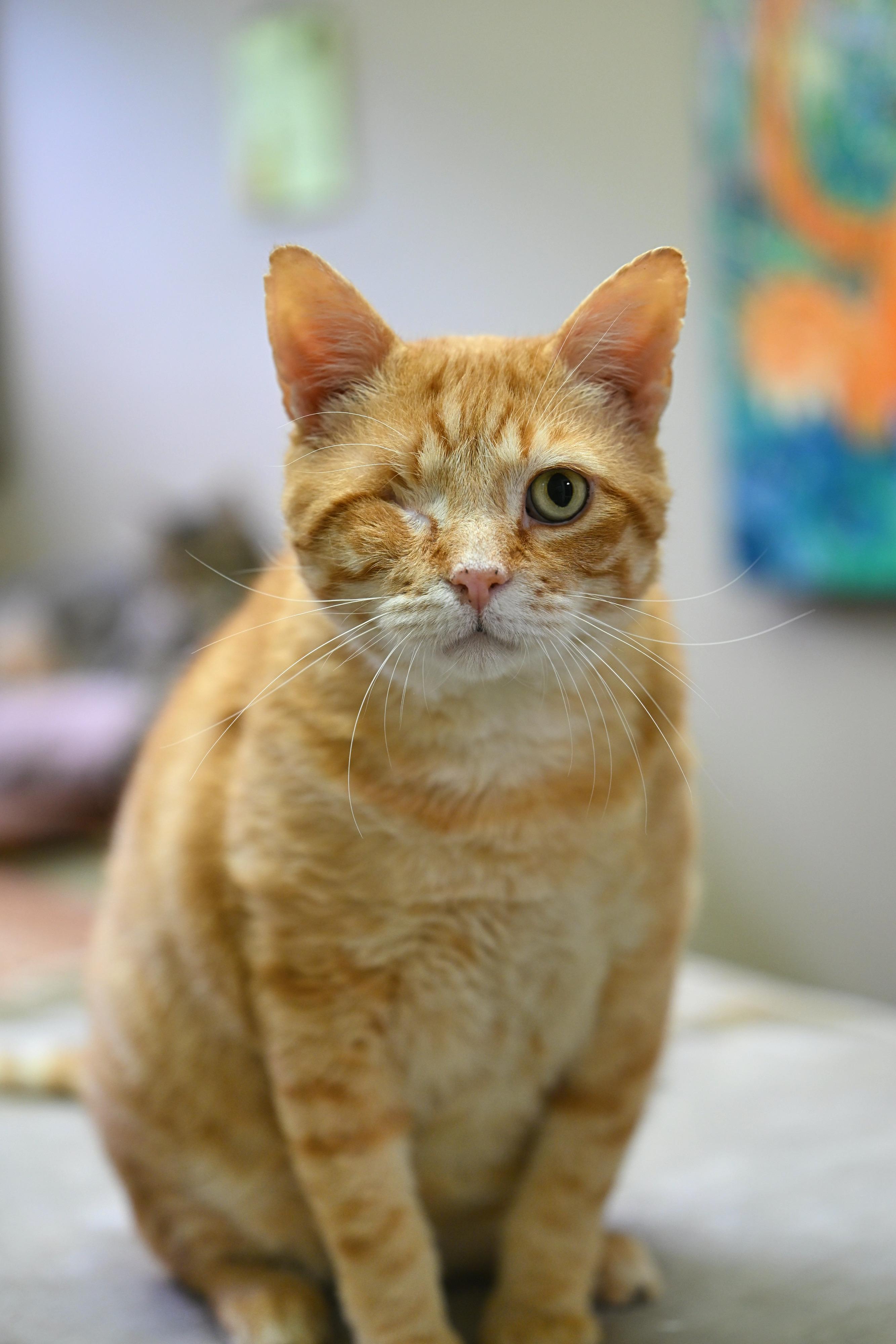 Enlarge Cornflake and Cheerio - WAIVED ADOPTION FEE, a Adoptable mixed breed in Winthrop, MA image 5/6