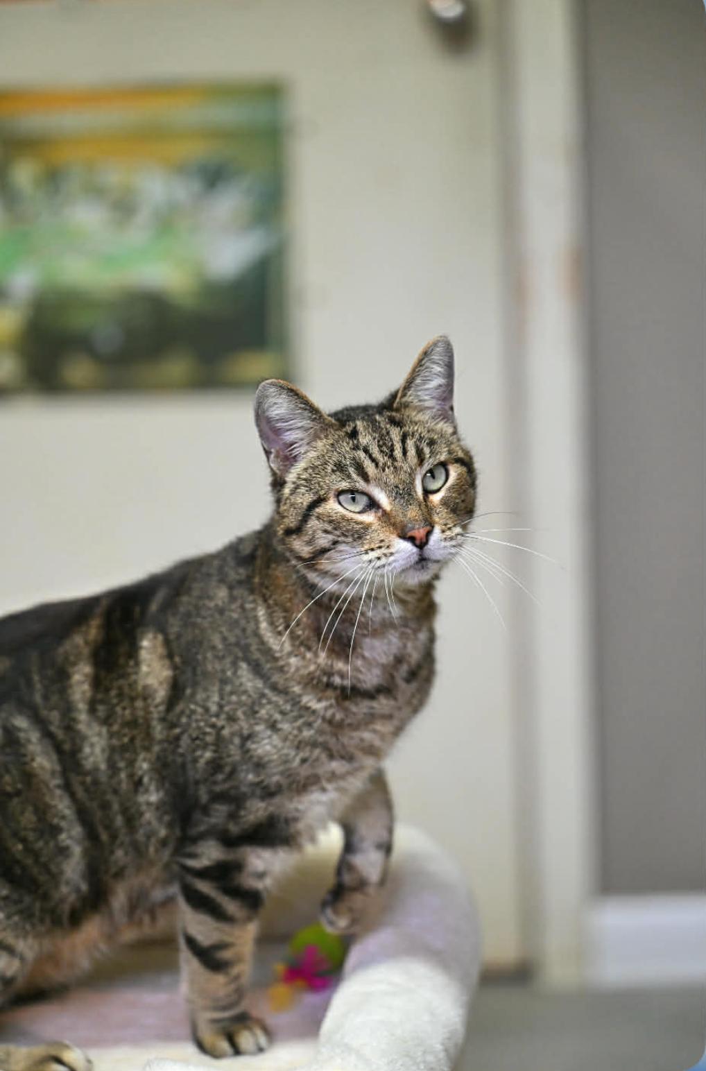 Enlarge Cornflake, a ADOPTABLE Tabby in Portsmouth, NH image 1/3