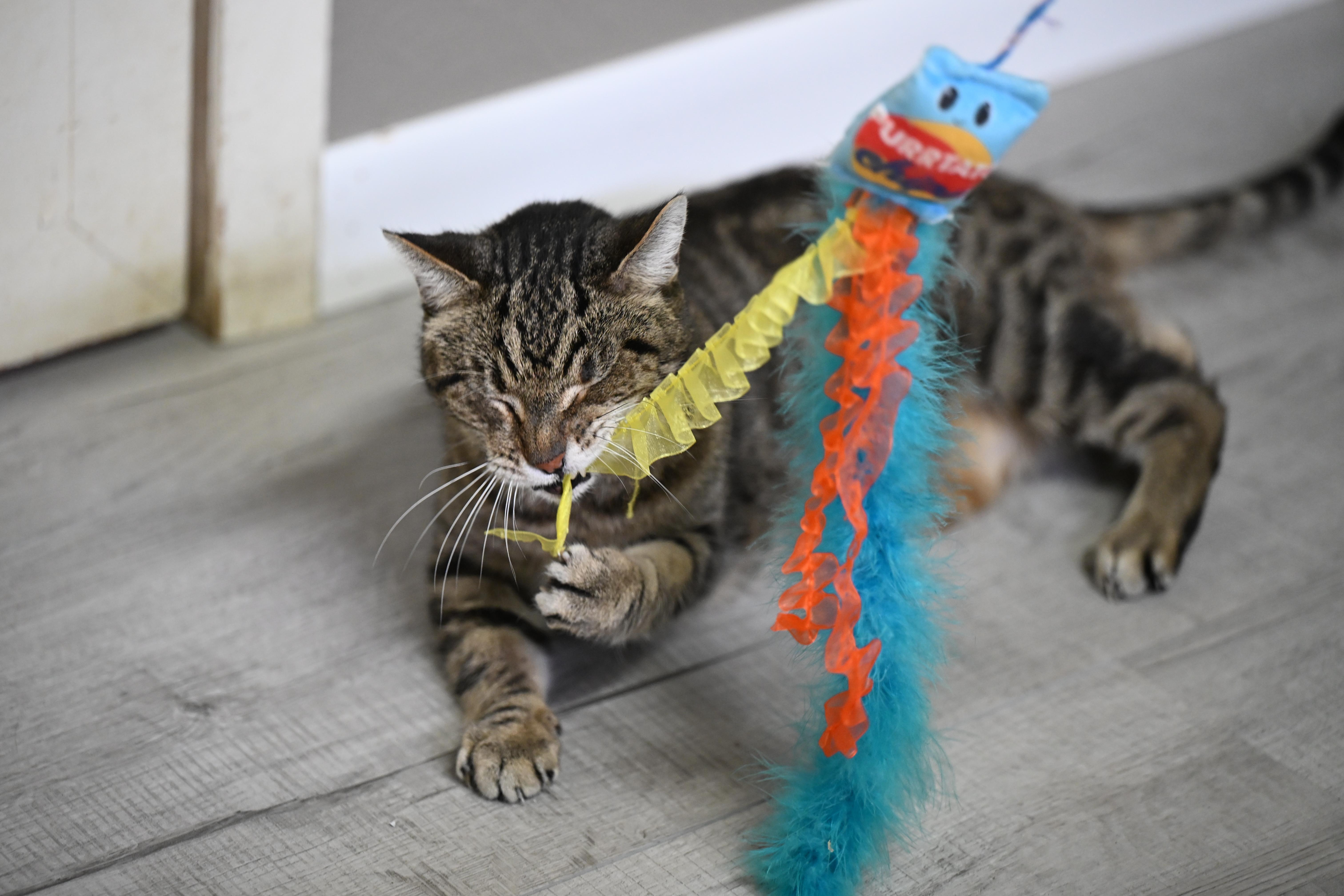 Enlarge Cornflake, a ADOPTABLE Tabby in Portsmouth, NH image 3/3