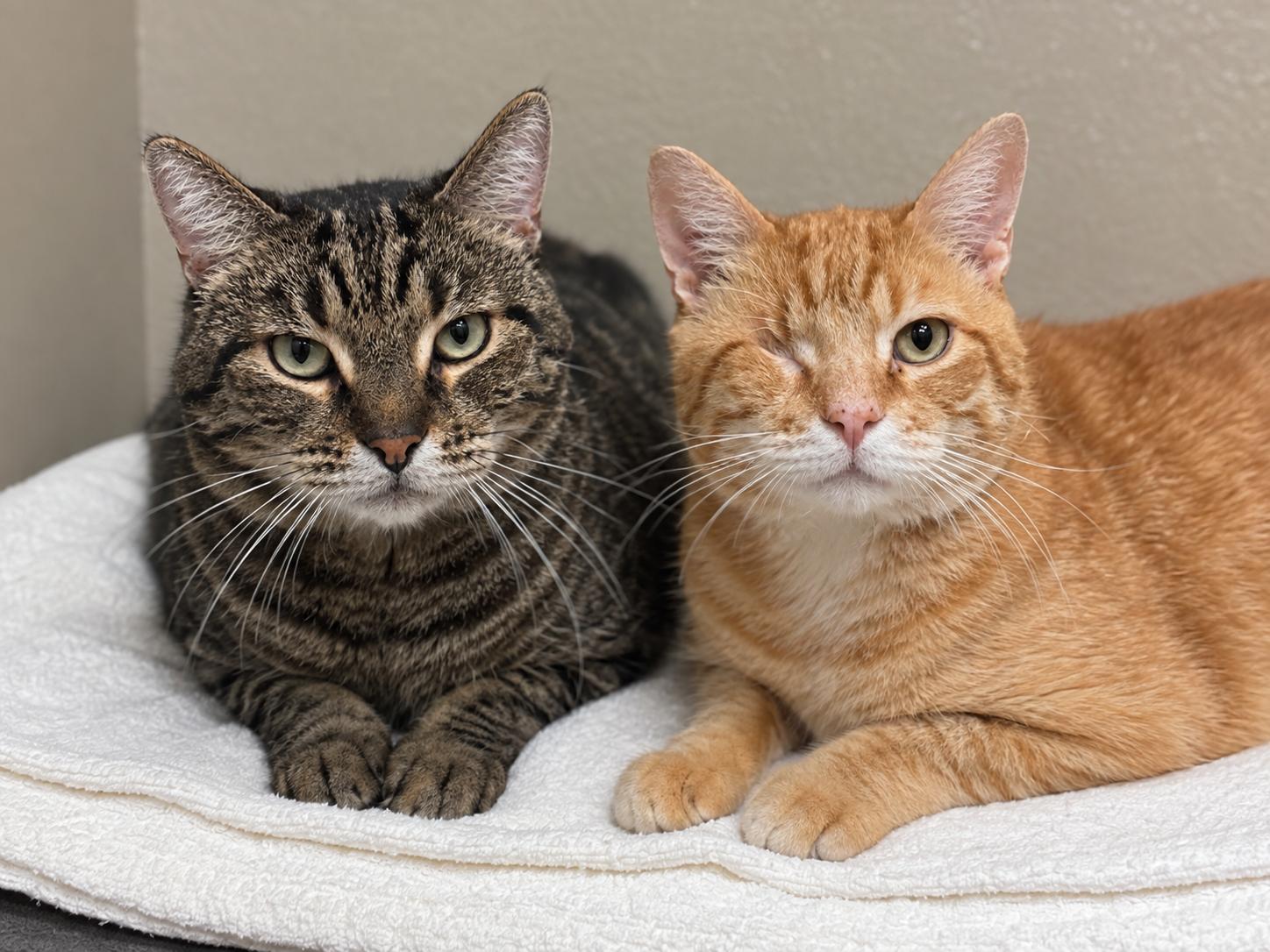 Enlarge Cornflake and Cheerio - WAIVED ADOPTION FEE, a Adoptable mixed breed in Winthrop, MA image 1/6