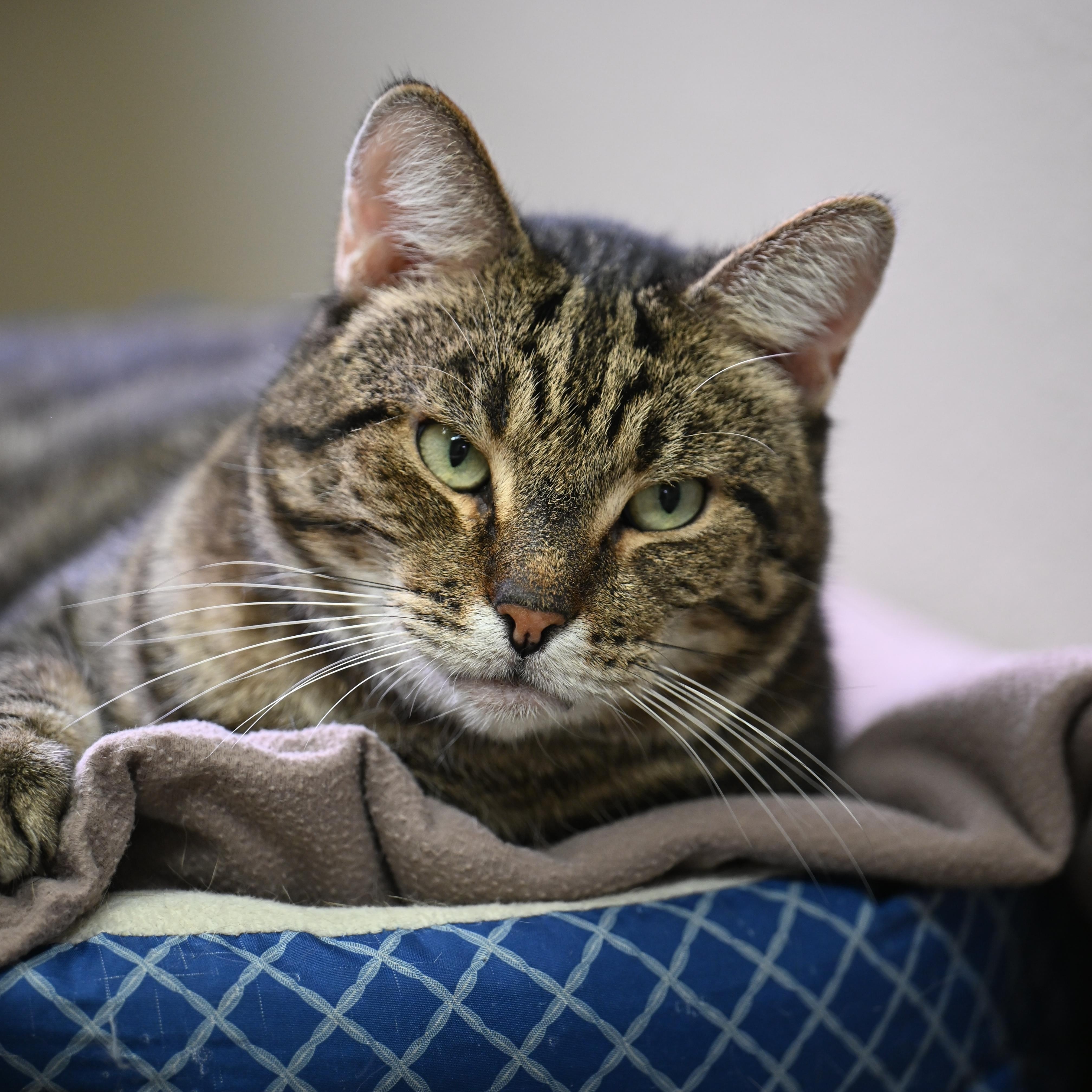 Enlarge Cornflake and Cheerio - WAIVED ADOPTION FEE, a Adoptable mixed breed in Winthrop, MA image 4/6