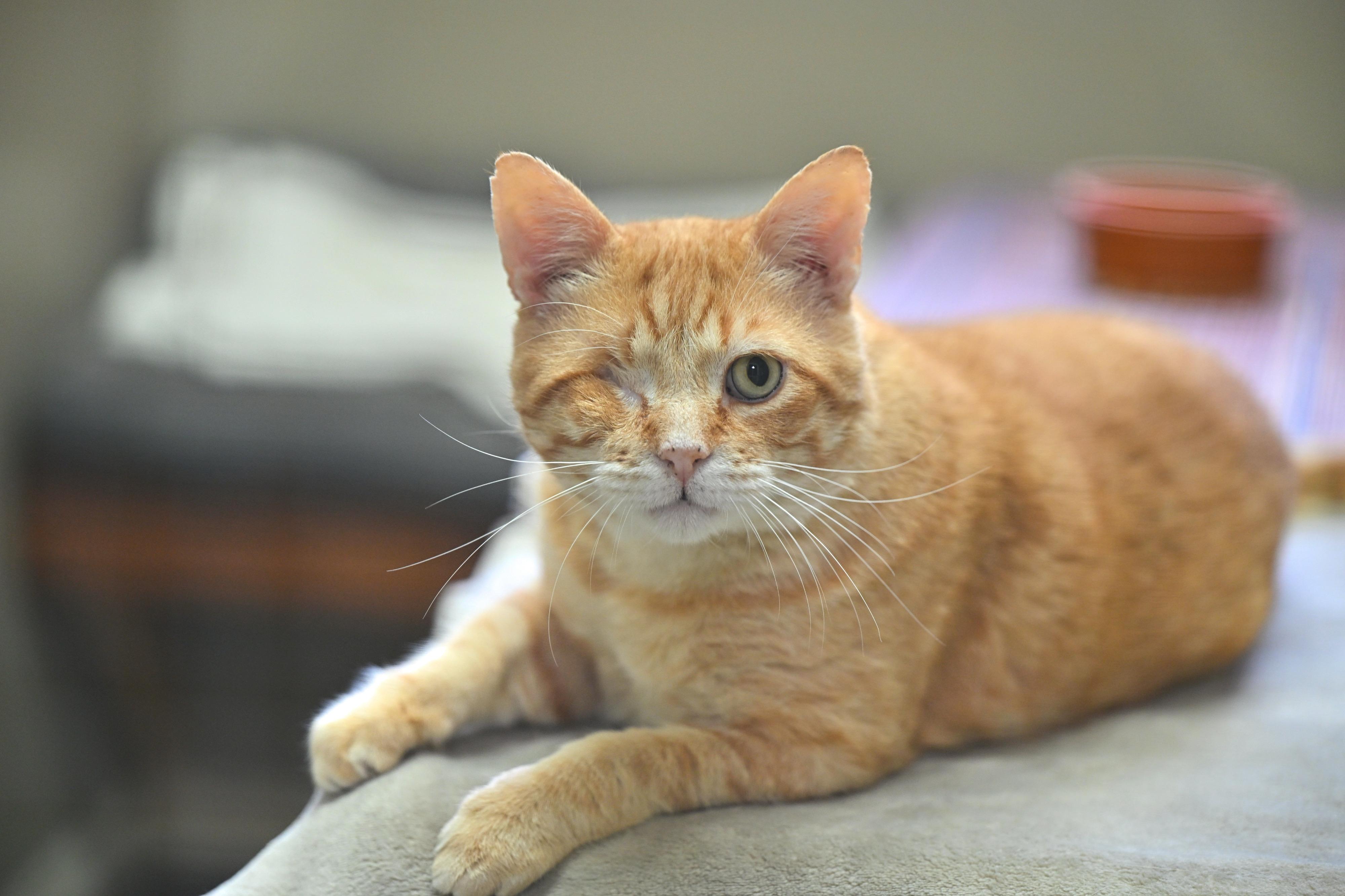 Enlarge Cornflake and Cheerio - WAIVED ADOPTION FEE, a Adoptable mixed breed in Winthrop, MA image 6/6