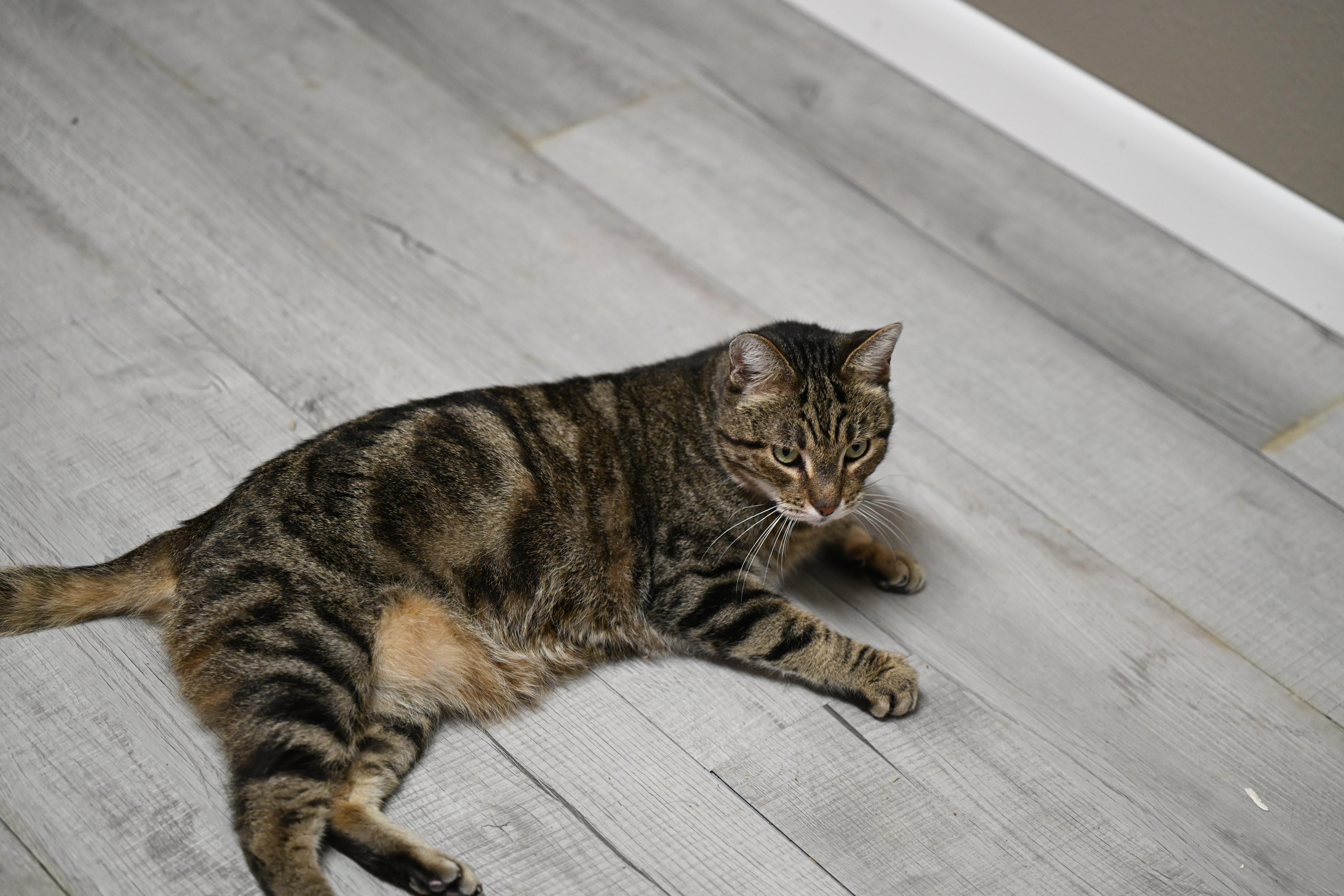 Enlarge Cornflake, a ADOPTABLE Tabby in Portsmouth, NH image 2/3