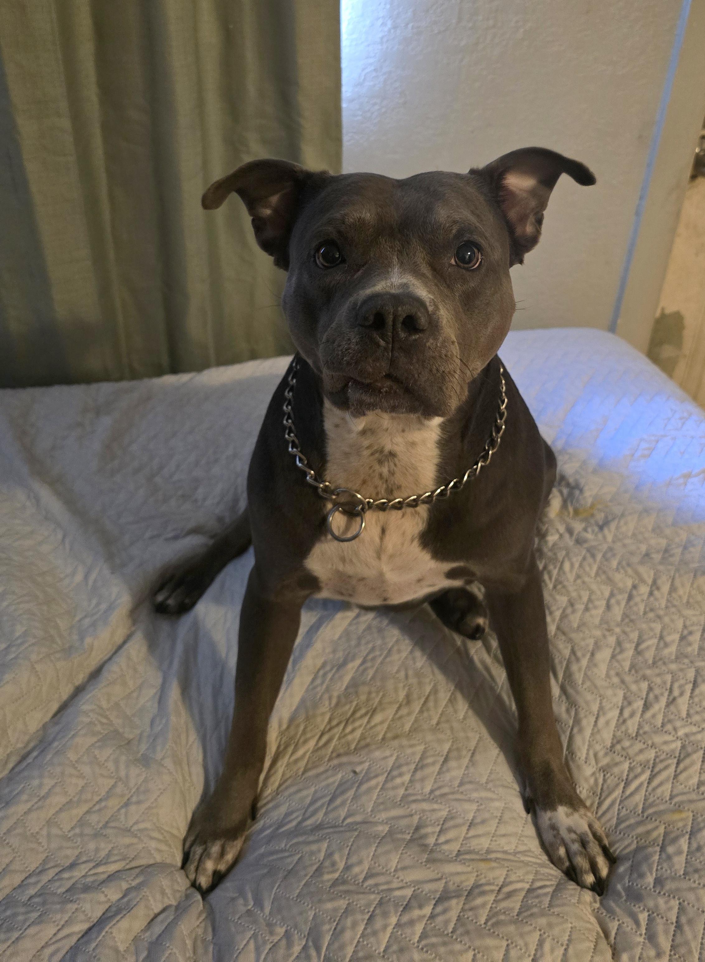 Enlarge Bell, a ADOPTABLE mixed breed in Margate, FL image 2/3