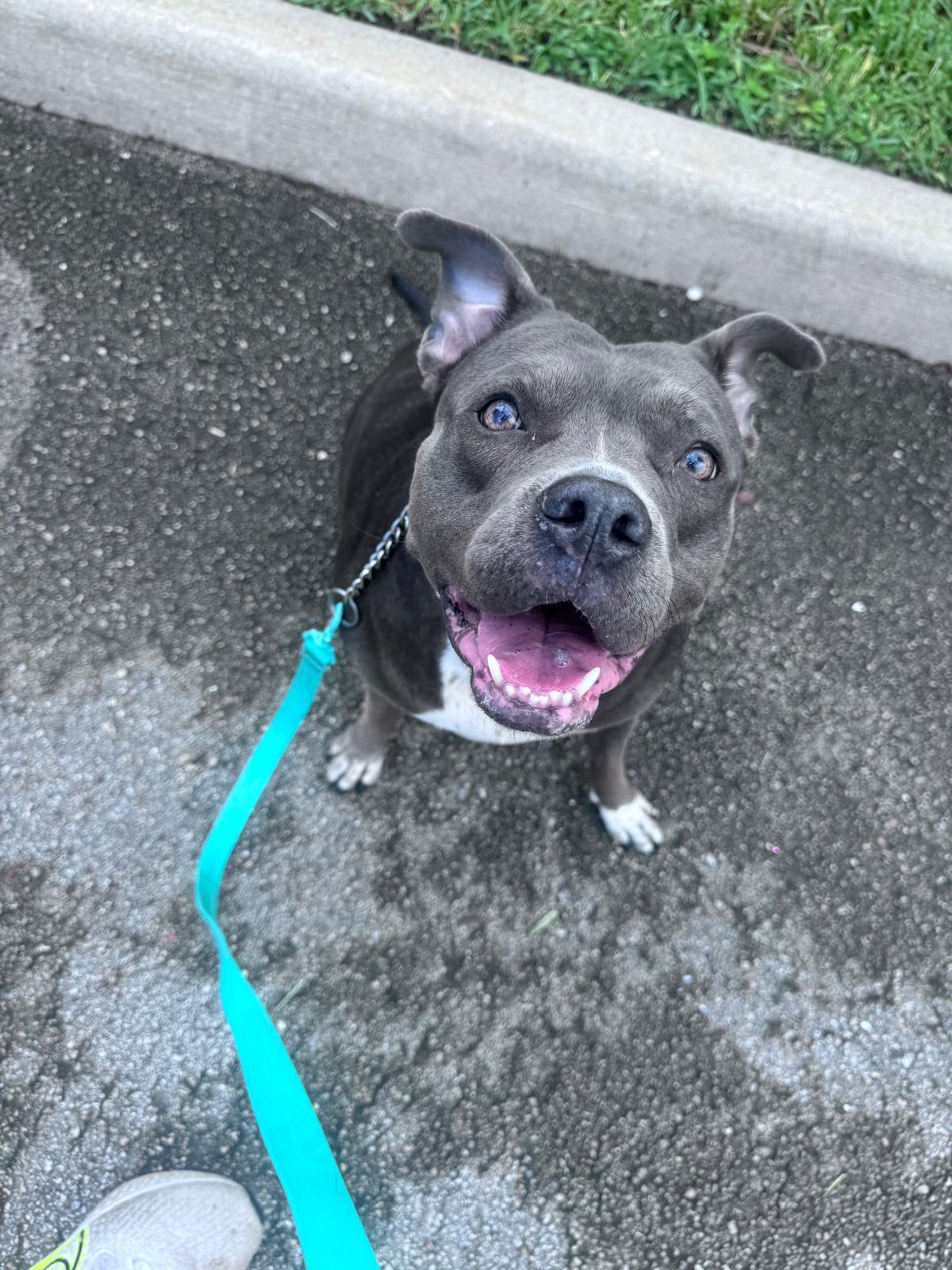 Bell, ADOPTABLE, Adult Female Mixed Breed.