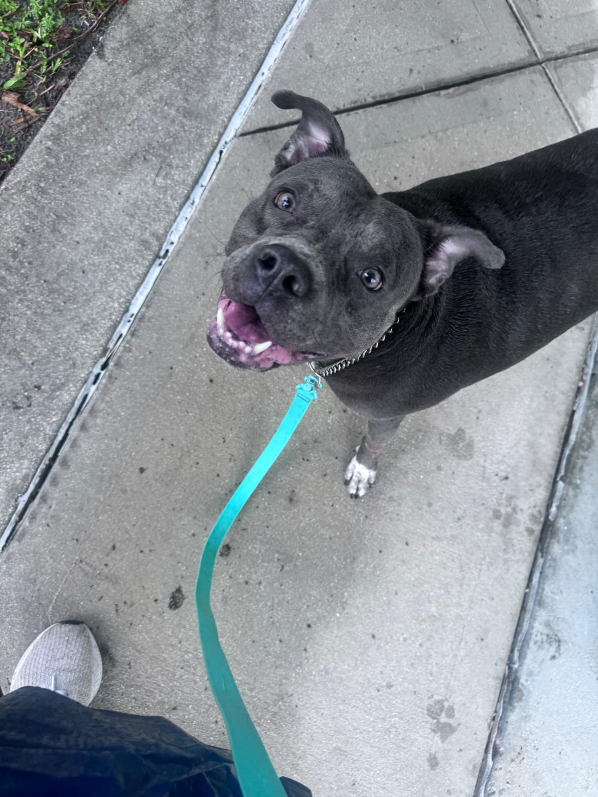 Enlarge Bell, a ADOPTABLE mixed breed in Margate, FL image 3/3