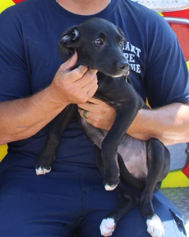 Maggie, Adoptable, Young Female Labrador Retriever.