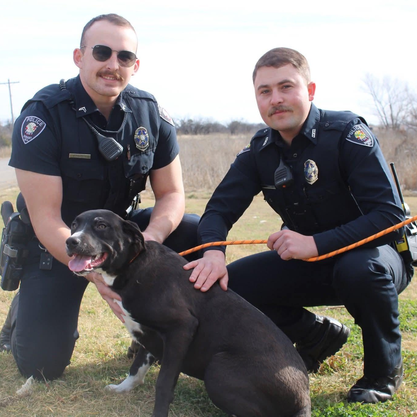 Maggie, Adoptable, Young Female Labrador Retriever.