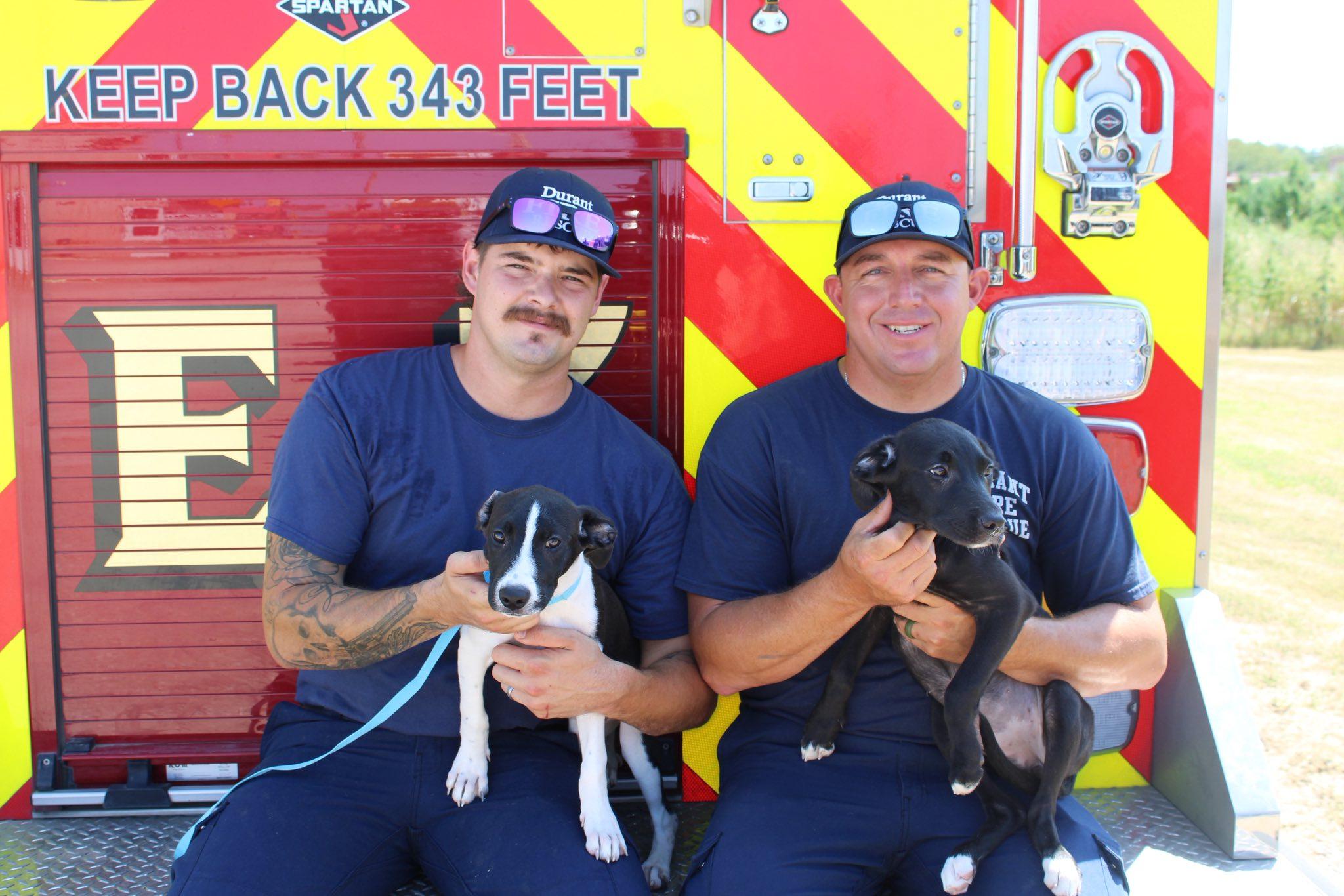Enlarge Maggie, a Adoptable mixed breed in Durant, OK image 2/2