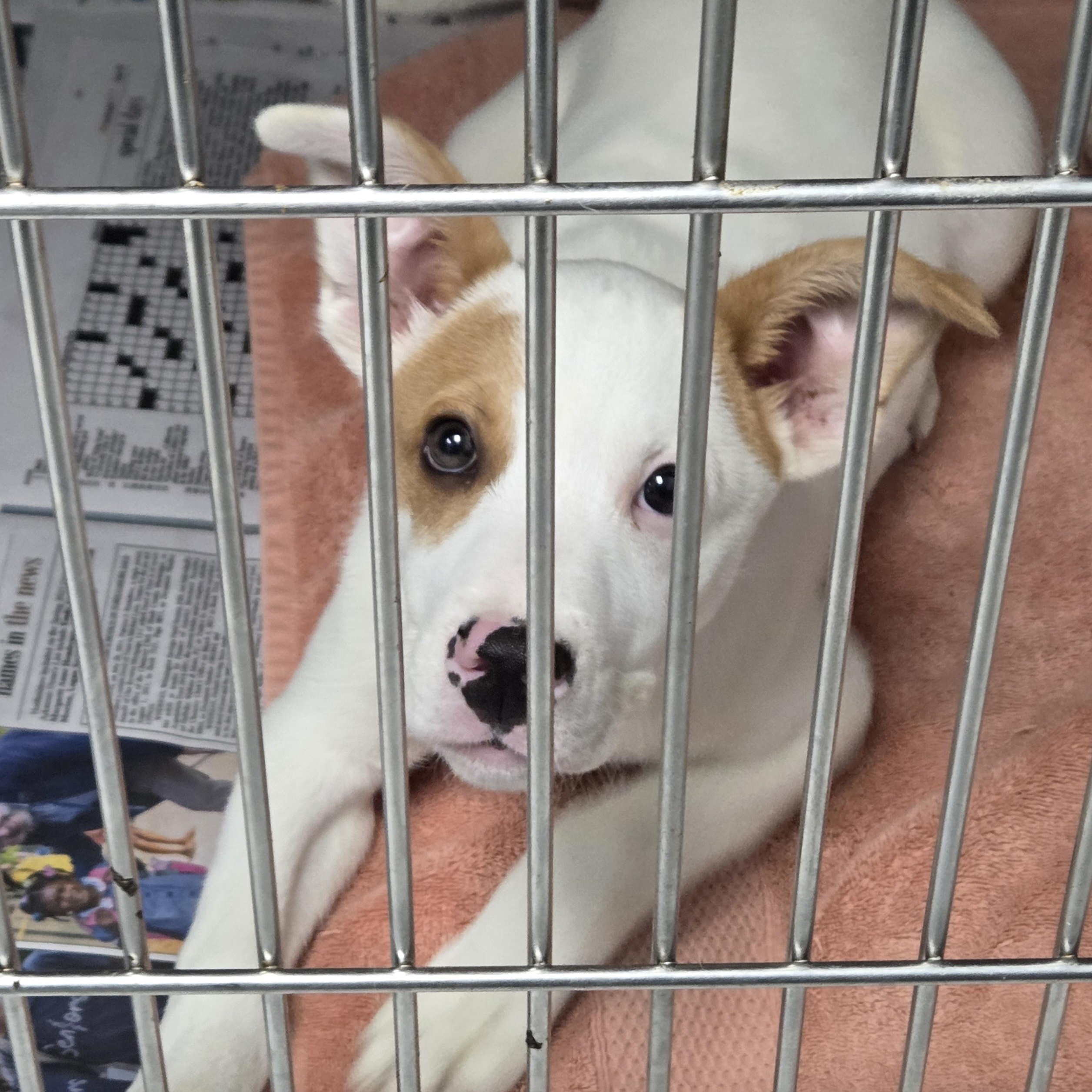 Tatum, adopted, Young Male Mixed Breed.