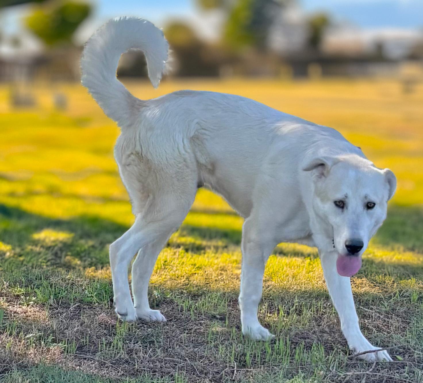 Enlarge Samuel — The Boy Who is Ready to Belong, a Adoptable mixed breed in Enola, PA image 5/6