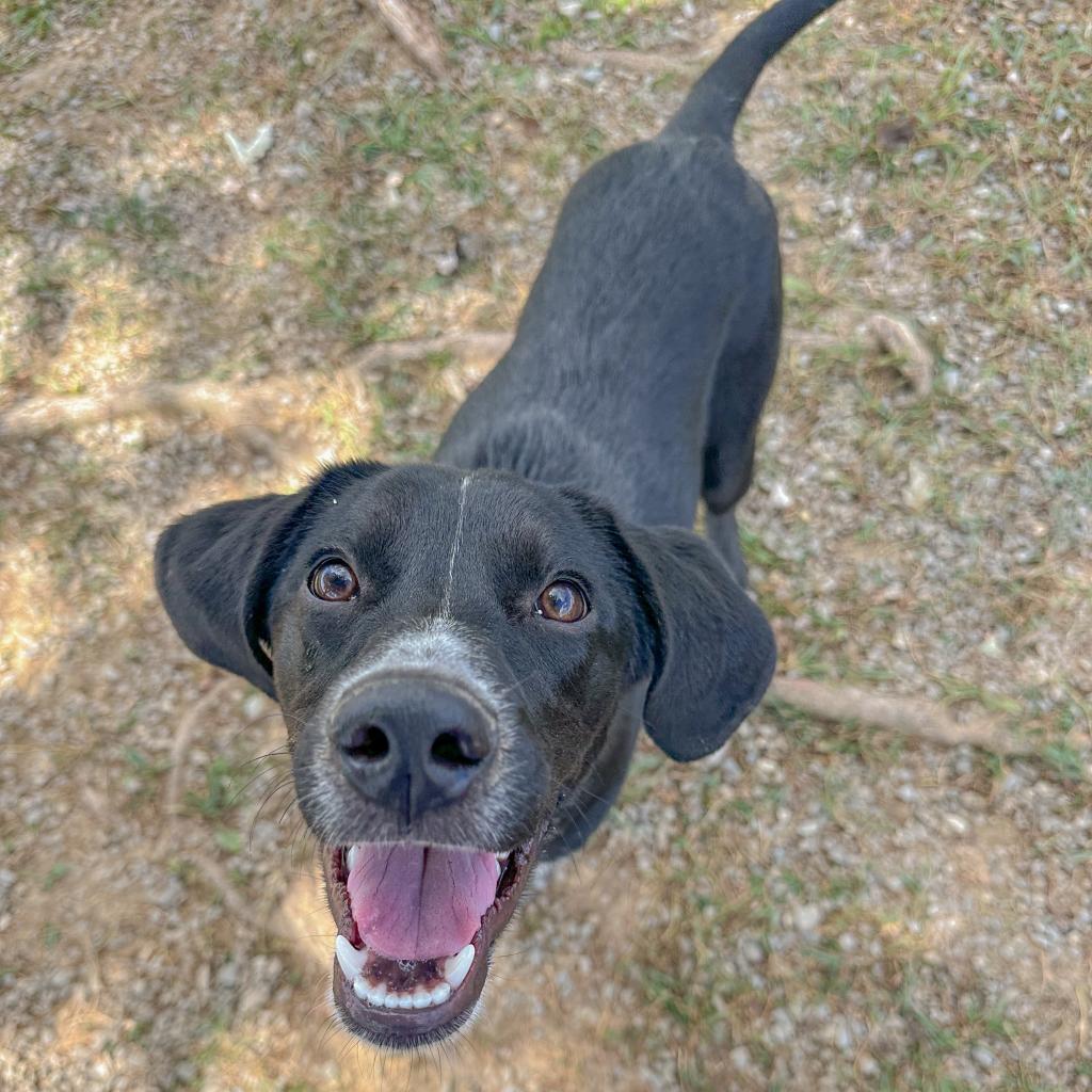 Dog for adoption Toaster Strudel, a Mixed Breed in Cape Girardeau, MO