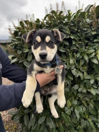 Billy, adopted, Puppy Male Husky.