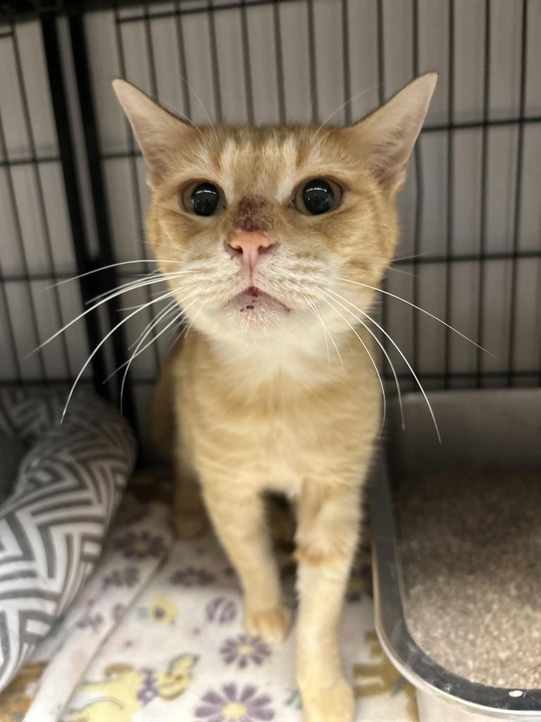 Elmo, Adoptable, Young Male Domestic Short Hair.