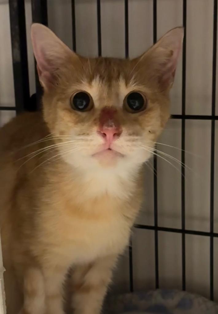 Enlarge Elmo, a Adoptable mixed breed in Lockhart, TX image 2/2