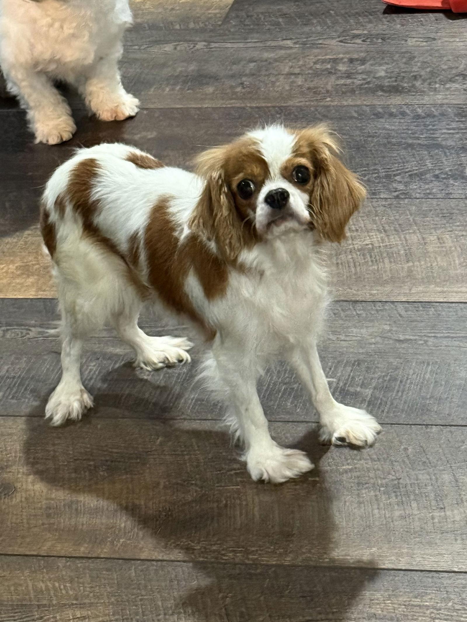 Susie, a Adoptable Cavalier King Charles Spaniel in Brandon, SD image 1/2