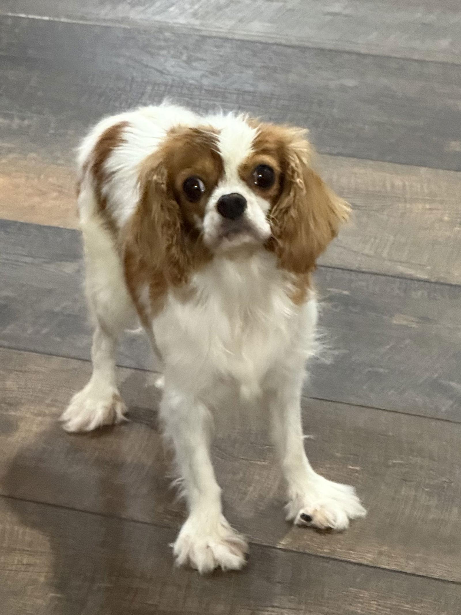 Susie, a Adoptable Cavalier King Charles Spaniel in Brandon, SD image 2/2