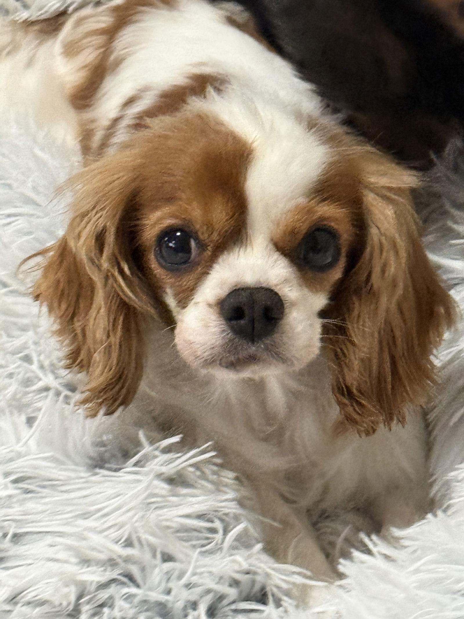 Enlarge Susie, a Adoptable Cavalier King Charles Spaniel in Brandon, SD image 3/3
