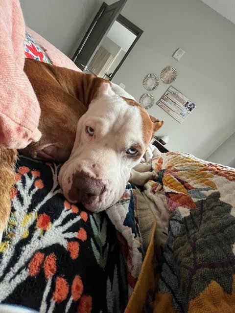 Enlarge Peppa, a Adoptable mixed breed in Sedalia, CO image 1/6