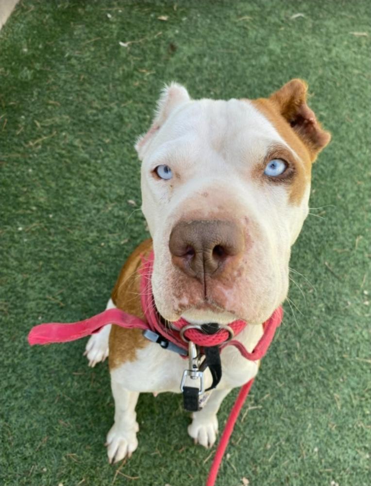 Enlarge Peppa, a Adoptable mixed breed in Sedalia, CO image 4/6