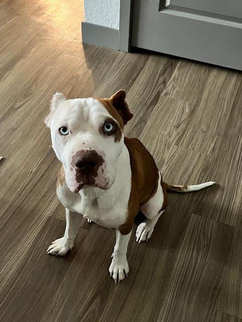 Enlarge Peppa, a Adoptable mixed breed in Sedalia, CO image 5/6