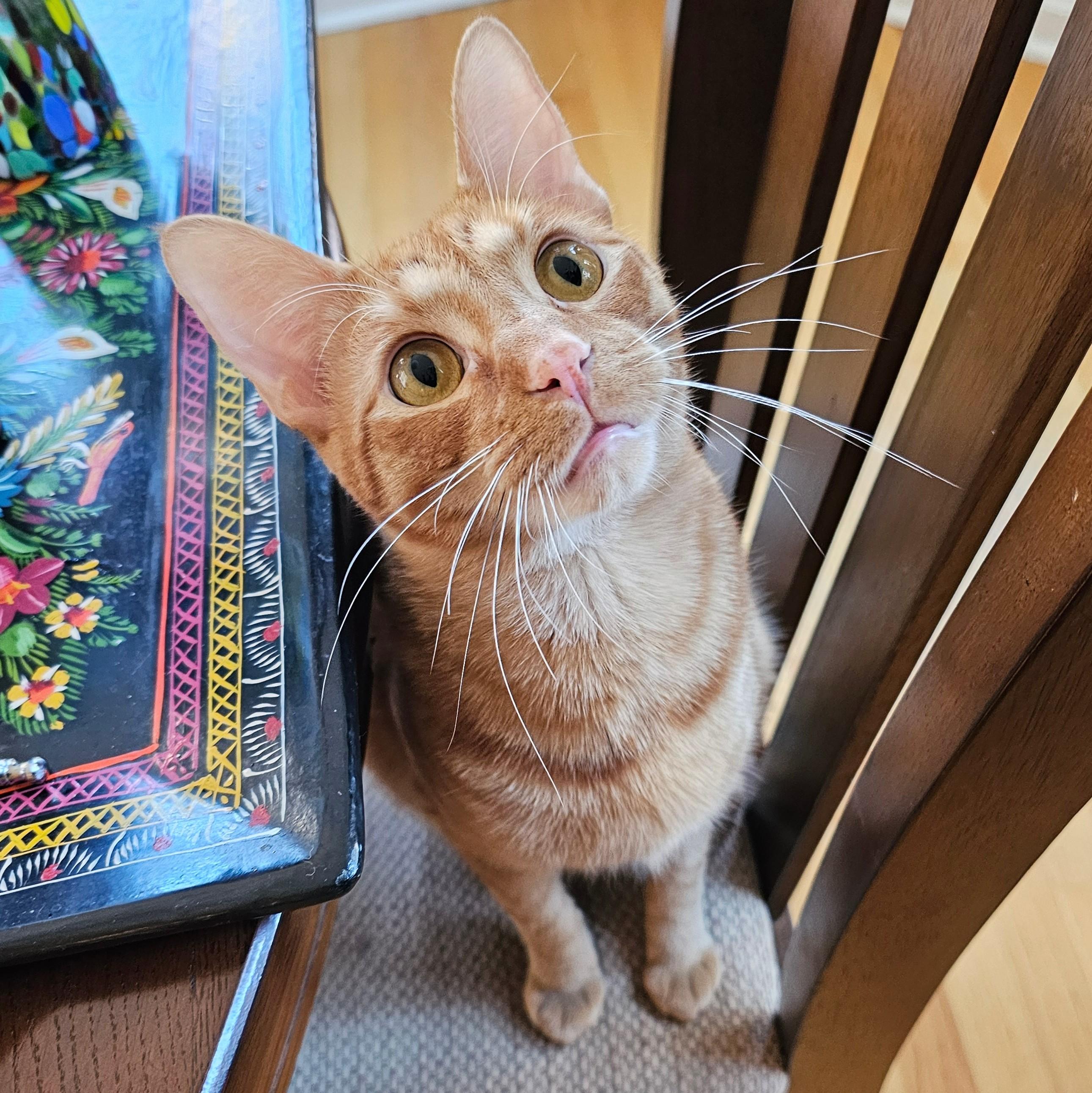 Ollie, Adoptable, Adult Male Tabby.