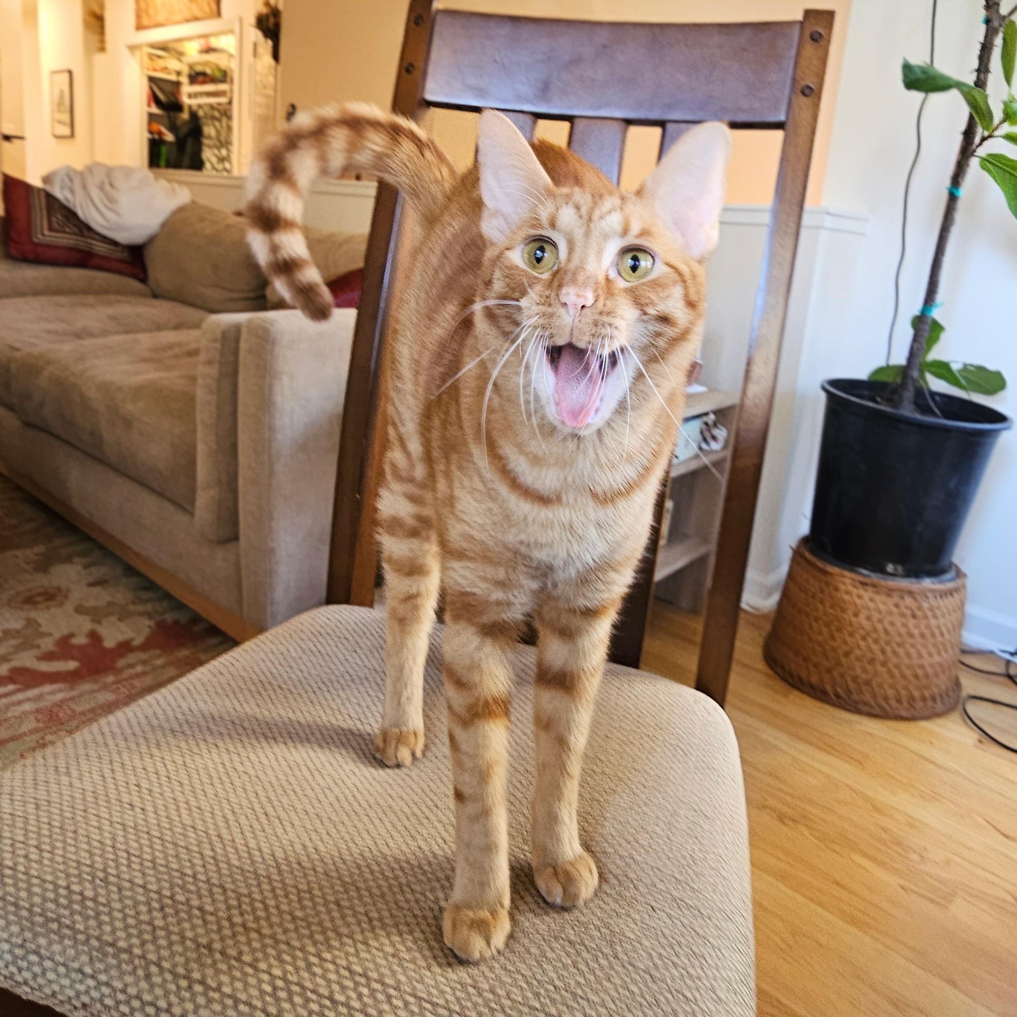 Enlarge Ollie, a Adoptable Tabby in Chicago, IL image 4/6