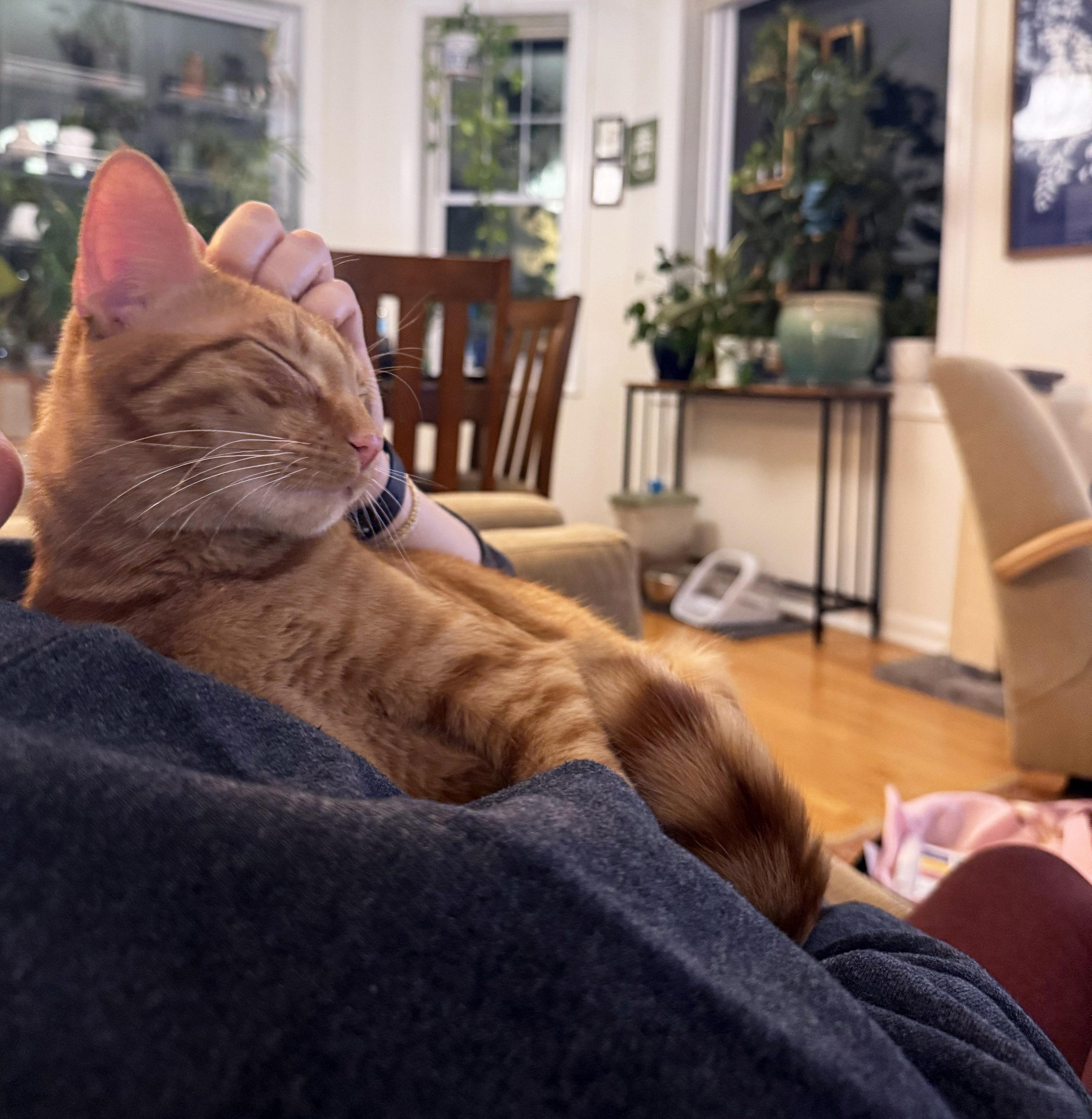 Enlarge Ollie, a Adoptable Tabby in Chicago, IL image 2/6