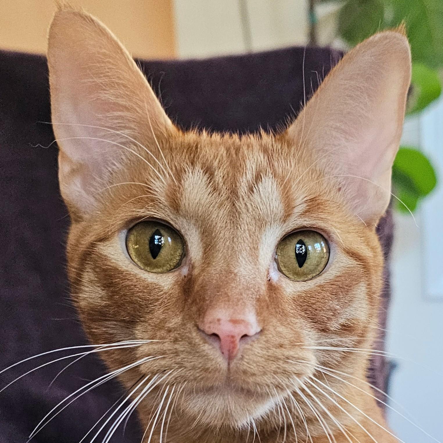 Enlarge Ollie, a Adoptable Tabby in Chicago, IL image 6/6